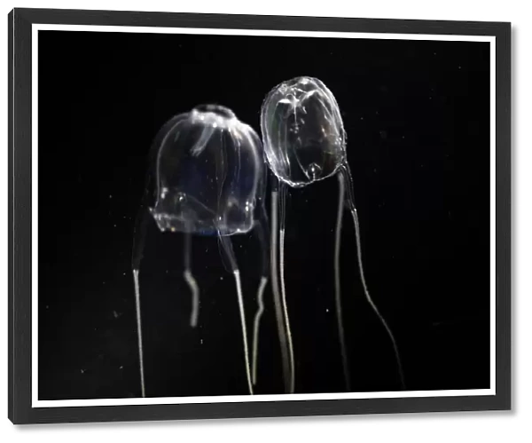 Box Jellyfish with black background