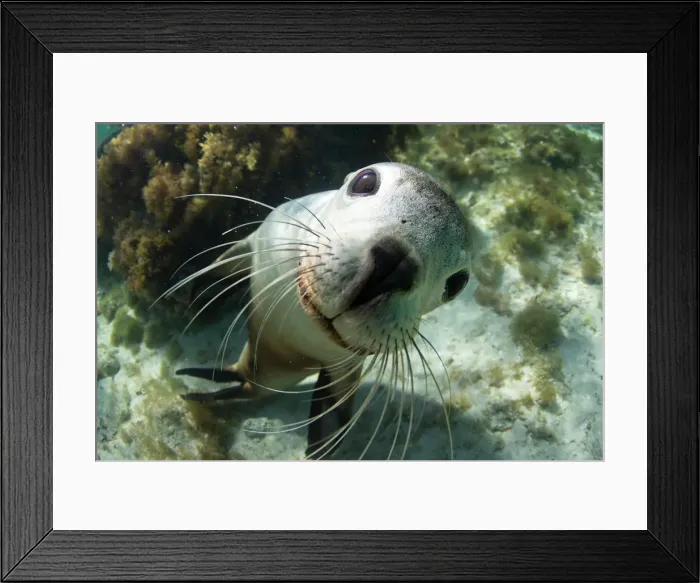 Framed Print : Australian Sea Lions Framed Print : Australian Sea Lions