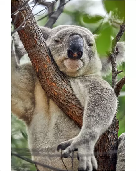 Large, wild male Koala hanging in eucalyptus tree, Magnetic Island