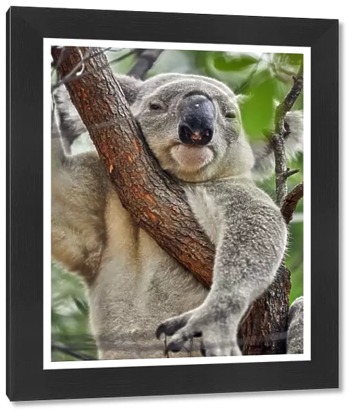 Large, wild male Koala hanging in eucalyptus tree, Magnetic Island