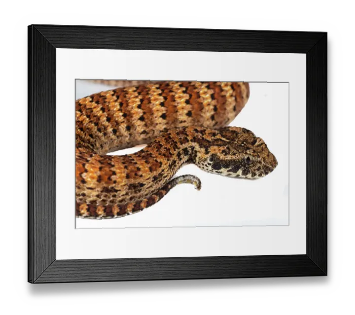 Framed Print : Death Adder Framed Print : Death Adder