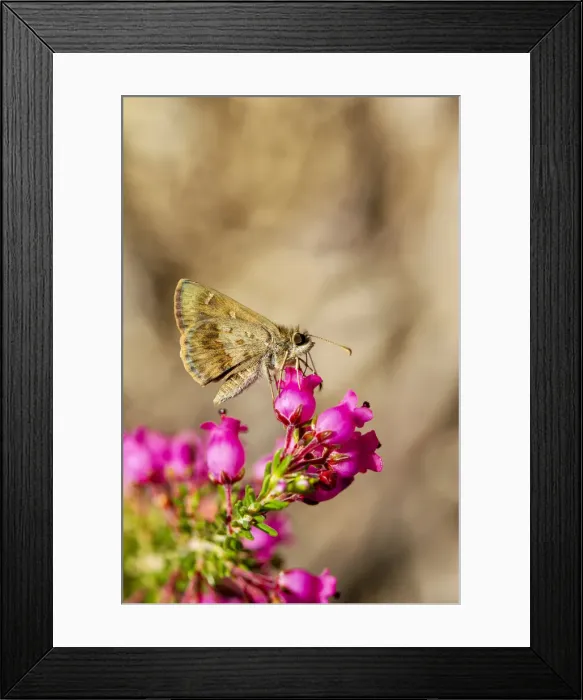 Framed Print : Little Darter Butterfly on a heather flower