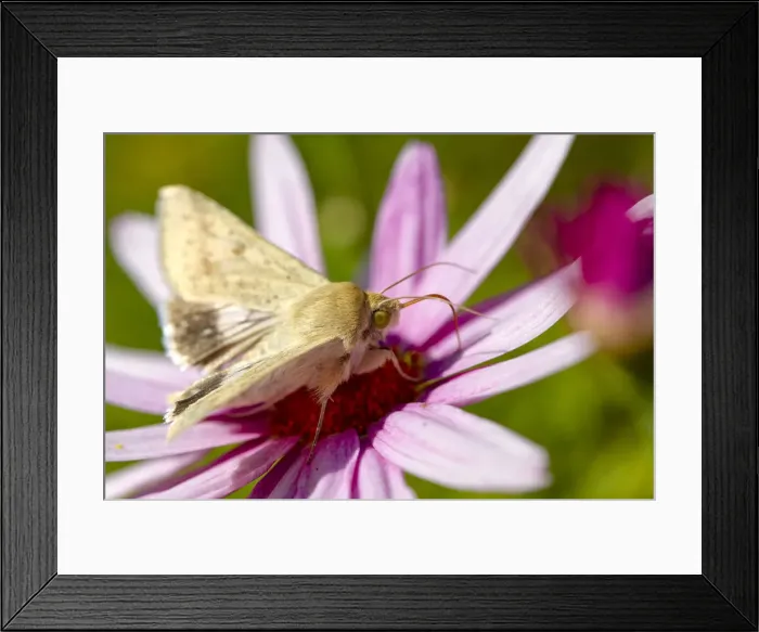 Framed Print : White Butterfly on a pink daisy