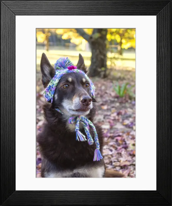 Framed Print : Australian Kelpie in a beanie