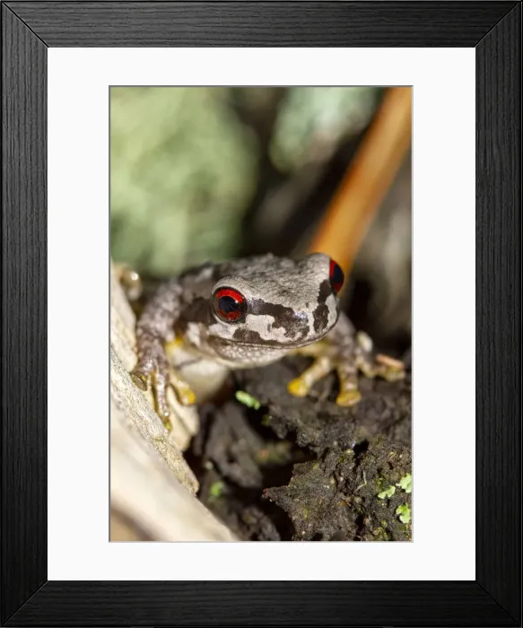 Framed Print : Bleating Tree Frog Framed Print : Bleating Tree Frog
