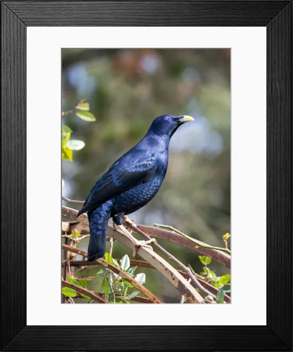 Framed Print : Male Satin Bower Bird sitting on top of a rose arch Framed Print : Male Satin Bower Bird sitting on top of a rose arch