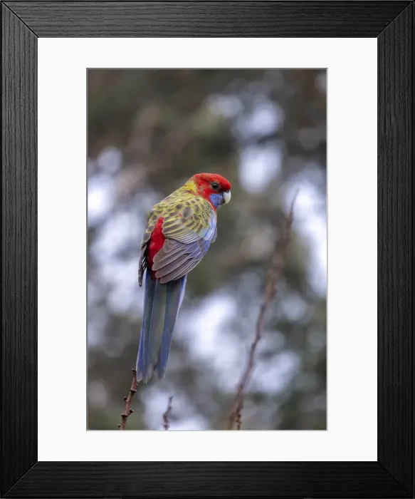 Framed Print : Juvenile Crimson Rosella perched on the top of a tree