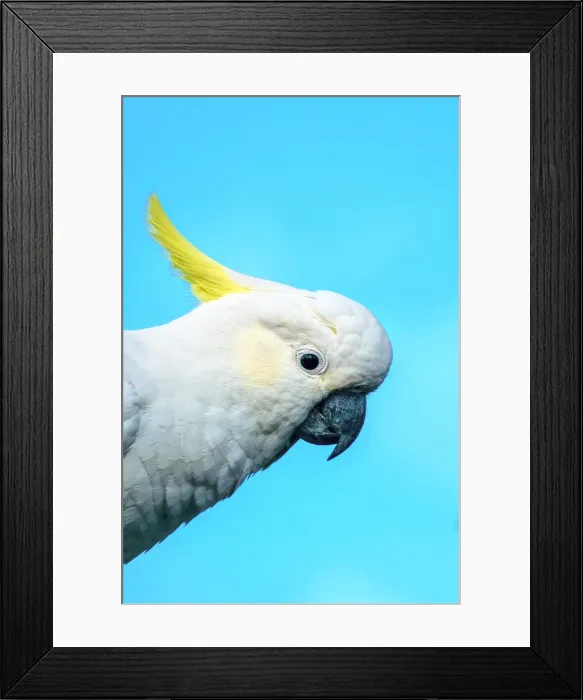 Framed Print : Close up of Sulphur Crested Cockatoo against a blue background Framed Print : Close up of Sulphur Crested Cockatoo against a blue background