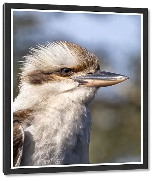 Australian Laughing Kookaburra close up portrait