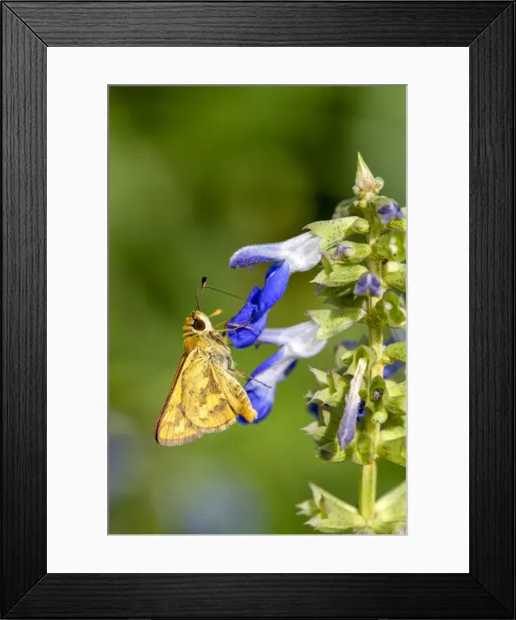 Framed Print : Skipper butterfly on a Salvia flower Framed Print : Skipper butterfly on a Salvia flower