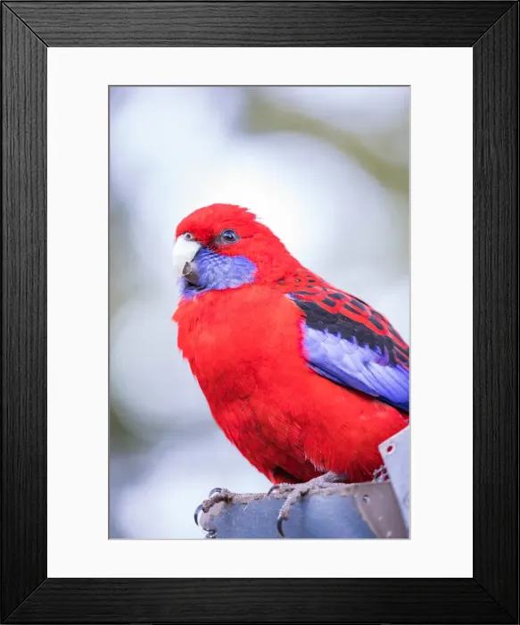Framed Print : Lamington National Park, Queensland (Australia) Framed Print : Lamington National Park, Queensland (Australia)