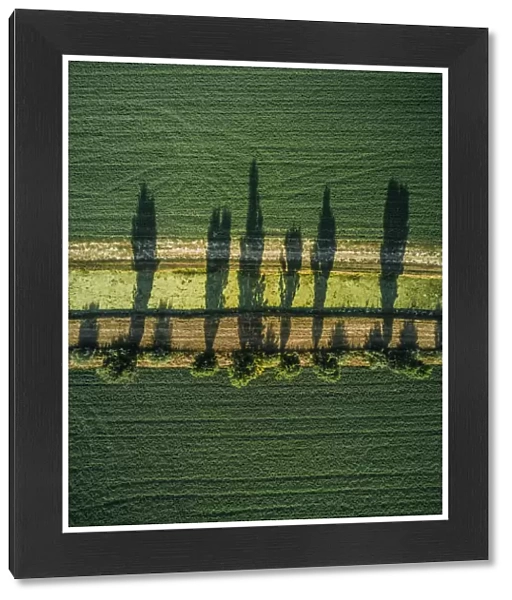 Aerial shot of tree shadows in an agricultural field, Tuscany, Italy