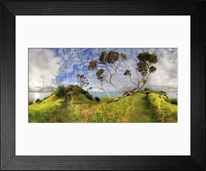 Framed Print : New Zealand Christmas tree (Metrosideros excelsa) near Russell Framed Print : New Zealand Christmas tree (Metrosideros excelsa) near Russell
