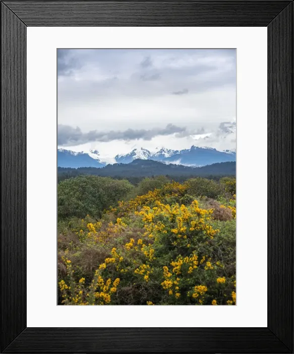 Framed Print : View of the New Zealand Alps, Ka Tiritiri o te Moana, with Fox Glacier, Gillespies Beach Framed Print : View of the New Zealand Alps, Ka Tiritiri o te Moana, with Fox Glacier, Gillespies Beach