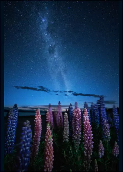 Night vire of Lupines field with Milky way