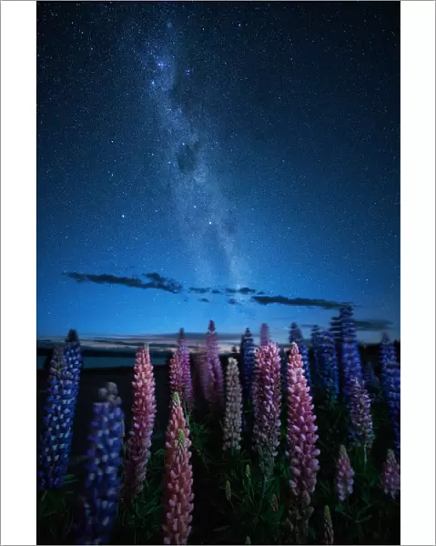 Night vire of Lupines field with Milky way