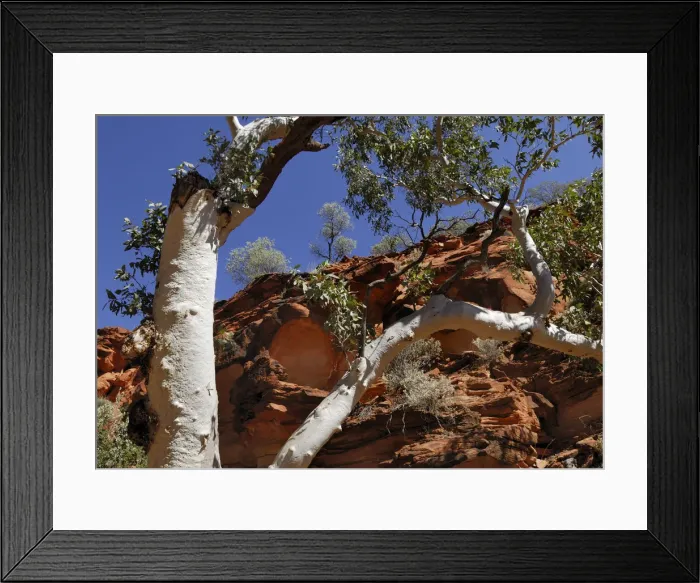 Framed Print : Eucalyptus with white bark against red rock formations in Kings Canyon
