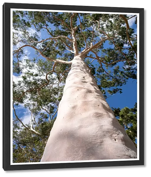Looking up at beautiful tree canopy of the gum tree