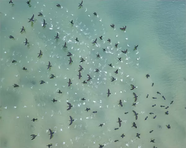 Aerial view of birds flying