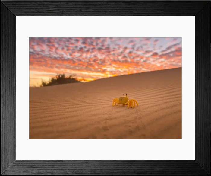Framed Print : Crab walking on the desert sand, WA Framed Print : Crab walking on the desert sand, WA