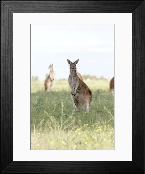 Framed Print : Cute Roo