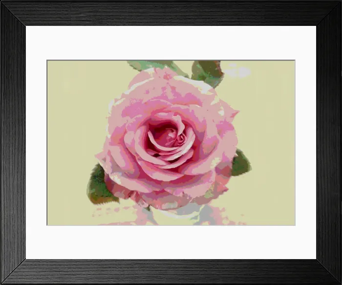 Framed Print : pink rose