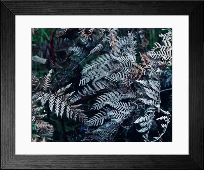 Framed Print : Silver Ferns Framed Print : Silver Ferns