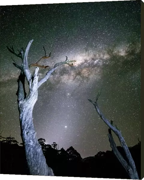 Milky Way Galaxy with trees in foreground