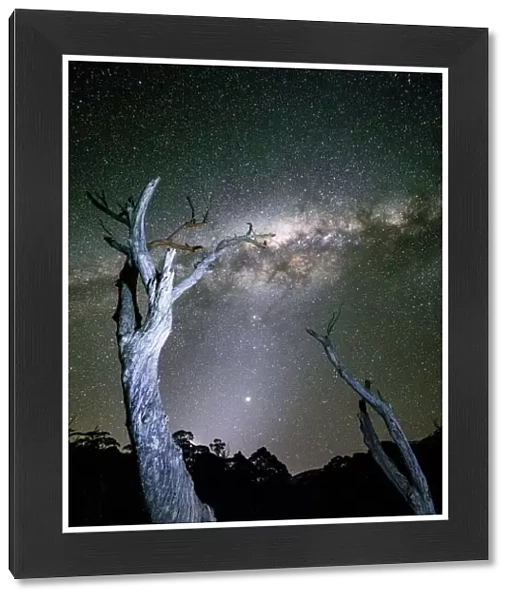 Milky Way Galaxy with trees in foreground