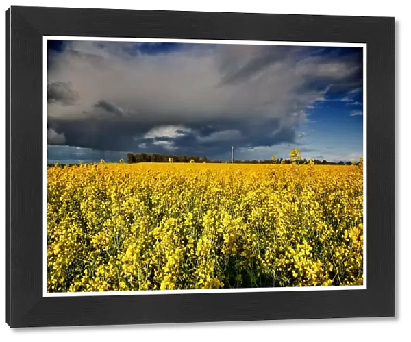 Storm over rapeseed