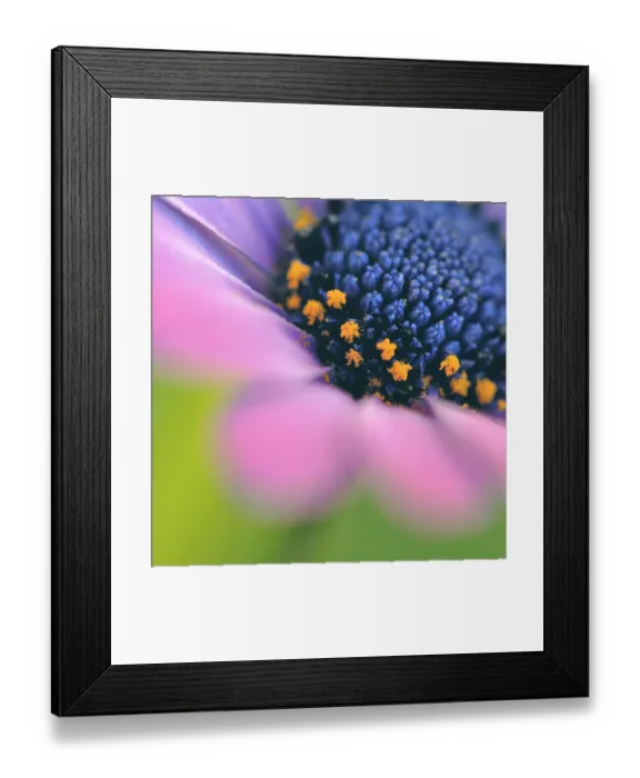 Framed Print : Pink daisy