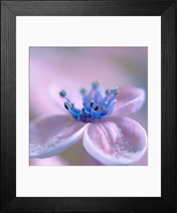 Framed Print : Floating on light Framed Print : Floating on light
