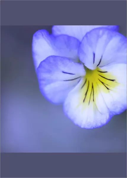 Flower. Sweet blue viola peeping out from soft mist