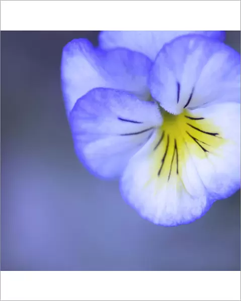 Flower. Sweet blue viola peeping out from soft mist