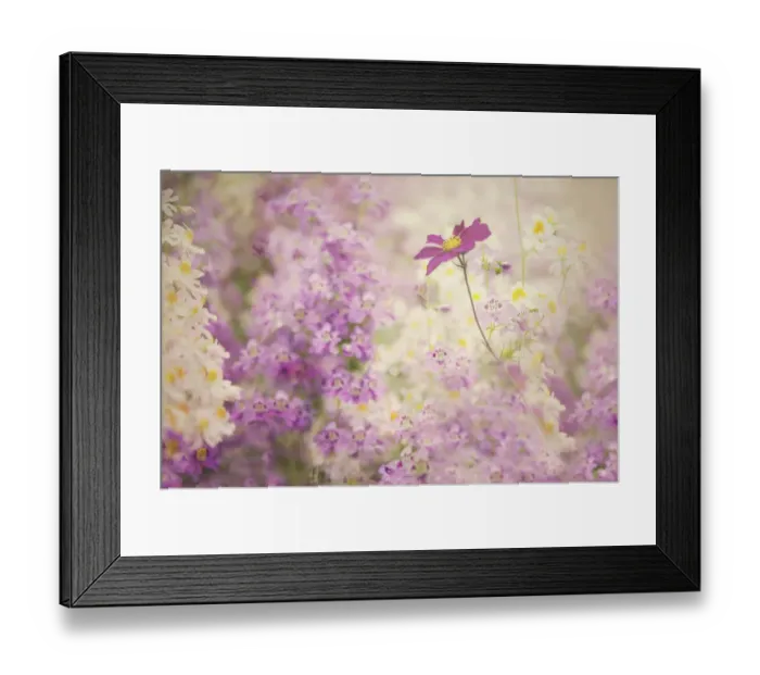 Framed Print : Pastel flowers in a field