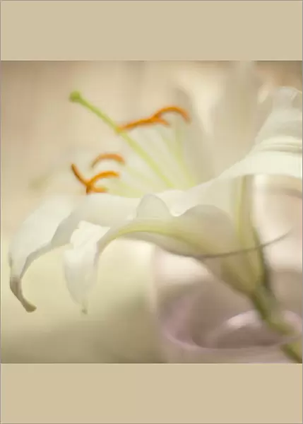 White Oriental lily