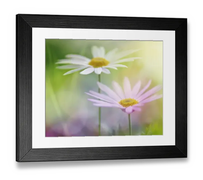 Framed Print : Two white daisies