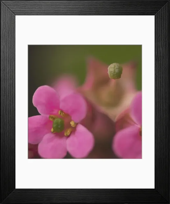 Framed Print : Echoes. Small pink flowers at different stages of development Framed Print : Echoes. Small pink flowers at different stages of development
