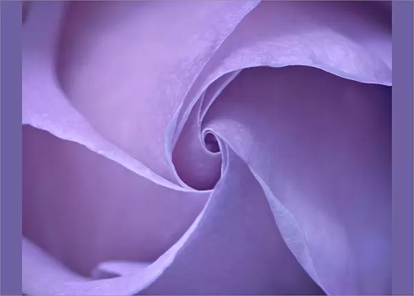 Swirls. Lovely purple rose with soft petals swirling into exquisite centre