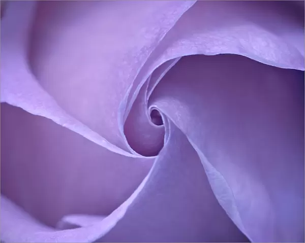 Swirls. Lovely purple rose with soft petals swirling into exquisite centre