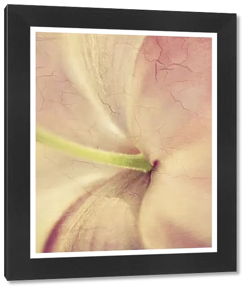 Flower. Japanese windflower with cracked paint texture applied to achieve an aged affect