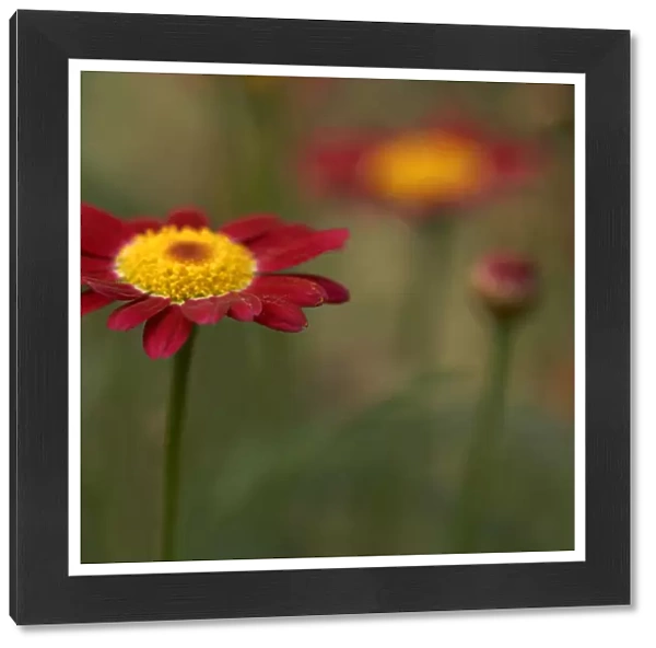 Red daisies with reflections