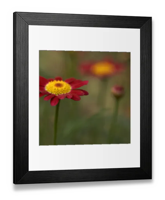 Framed Print : Red daisies with reflections Framed Print : Red daisies with reflections