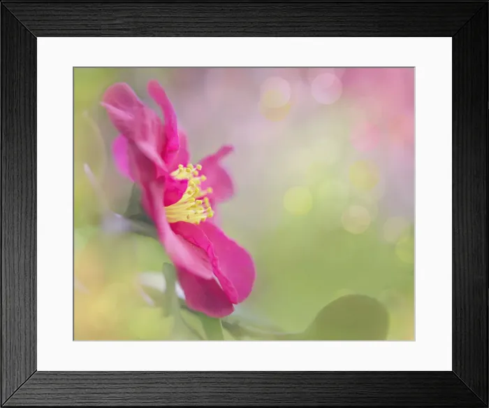 Framed Print : Rainbows and flowers