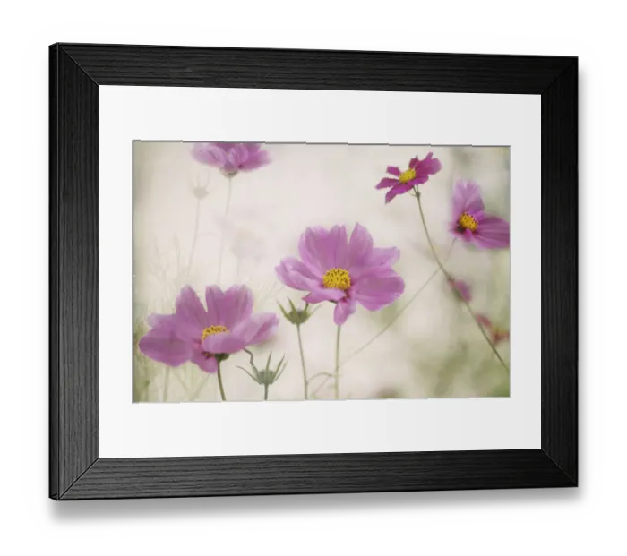 Framed Print : Pink cosmos flowers Framed Print : Pink cosmos flowers