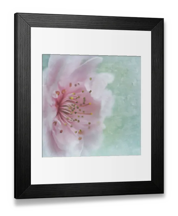 Framed Print : Plum blossom