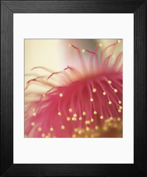 Framed Print : Bad hair day Framed Print : Bad hair day