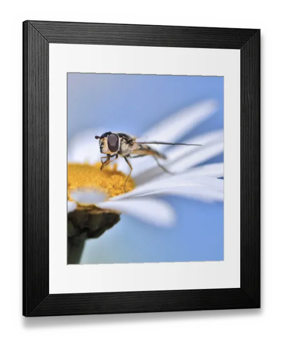 Framed Print : Rubbing his hands in glee Framed Print : Rubbing his hands in glee