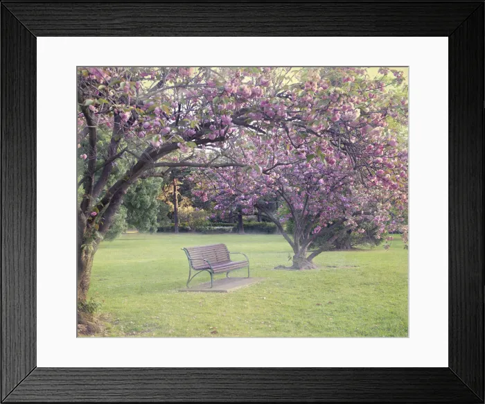 Framed Print : Blossomtime in the park