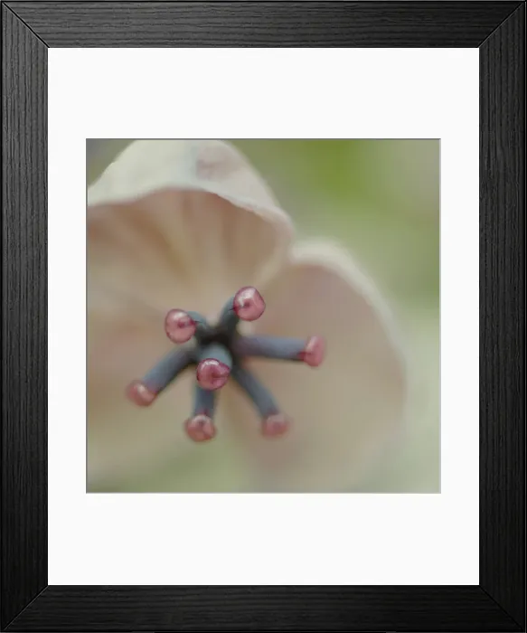 Framed Print : Salmon pink petals Framed Print : Salmon pink petals